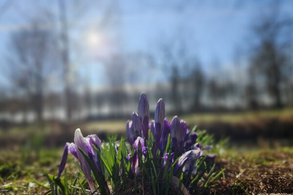 Licht